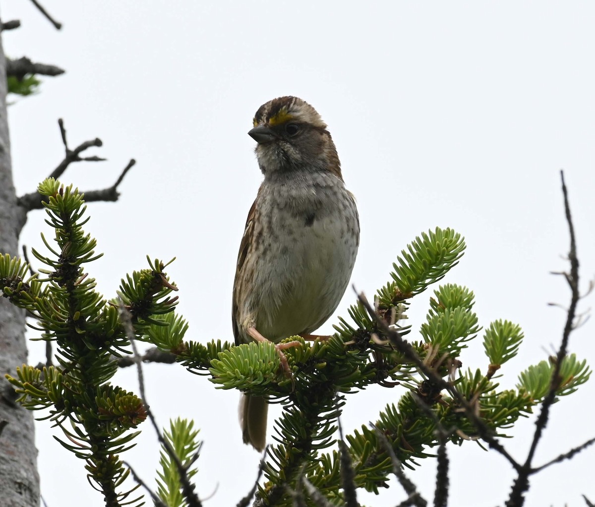 White-throated Sparrow - ML621097061