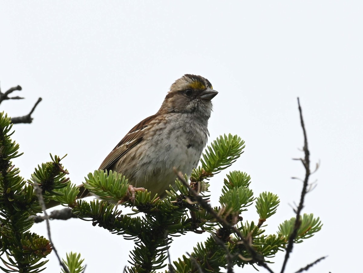 White-throated Sparrow - ML621097062