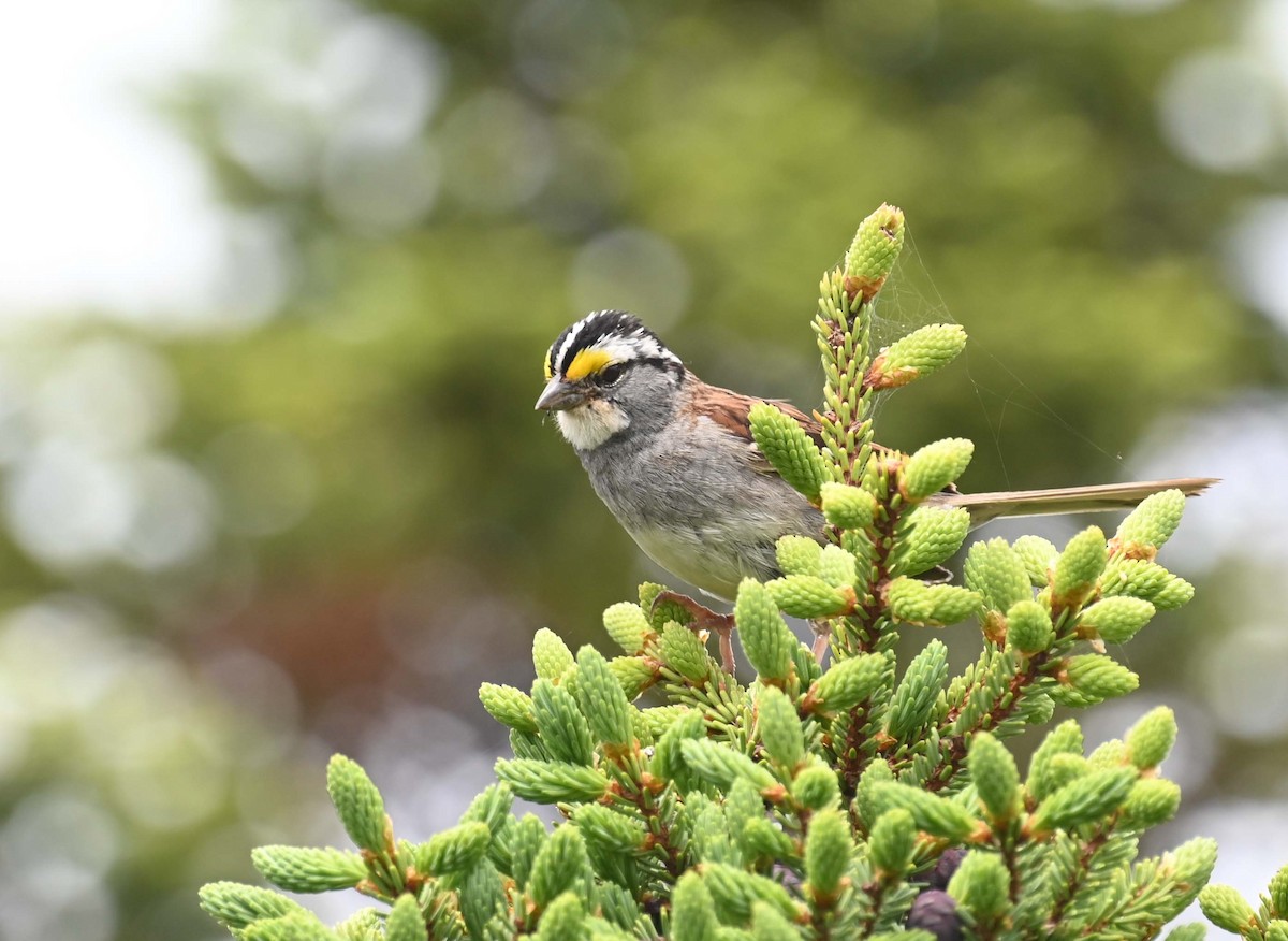 White-throated Sparrow - ML621097063