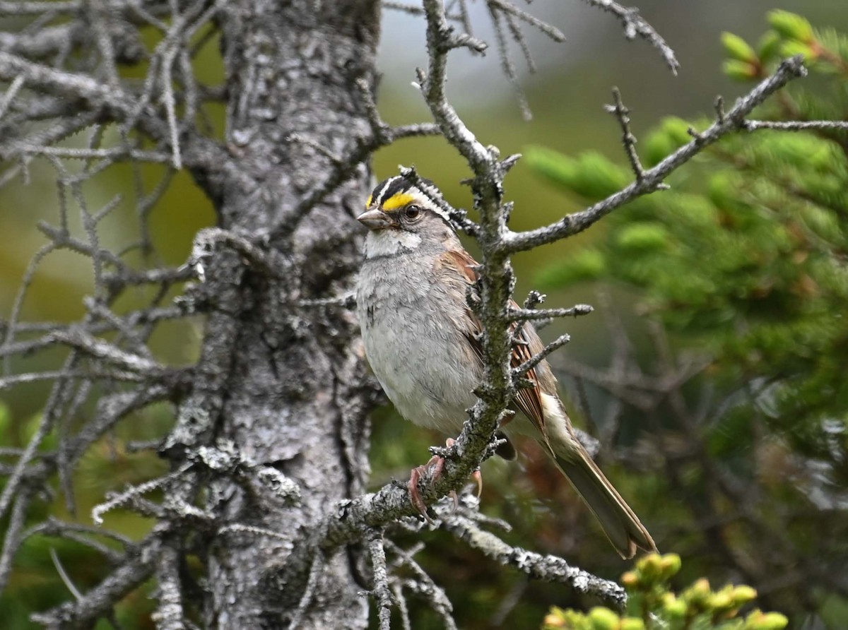 White-throated Sparrow - ML621097064