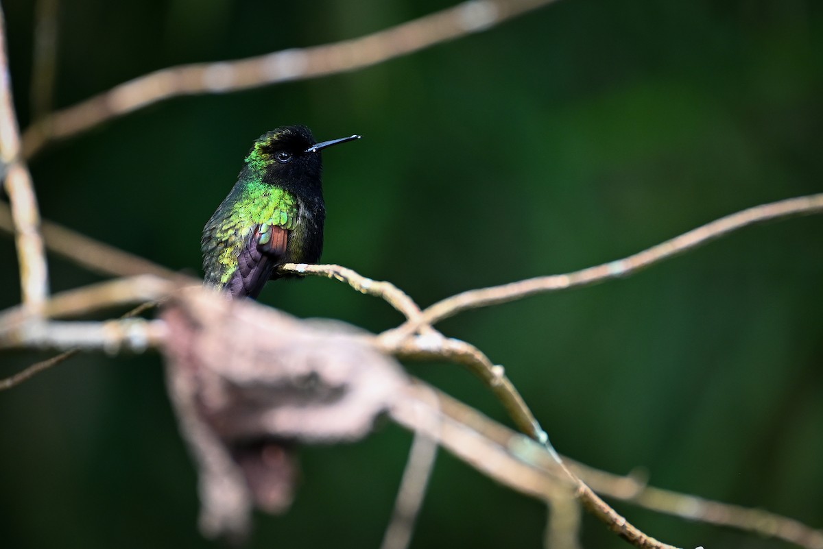 Black-bellied Hummingbird - ML621097101