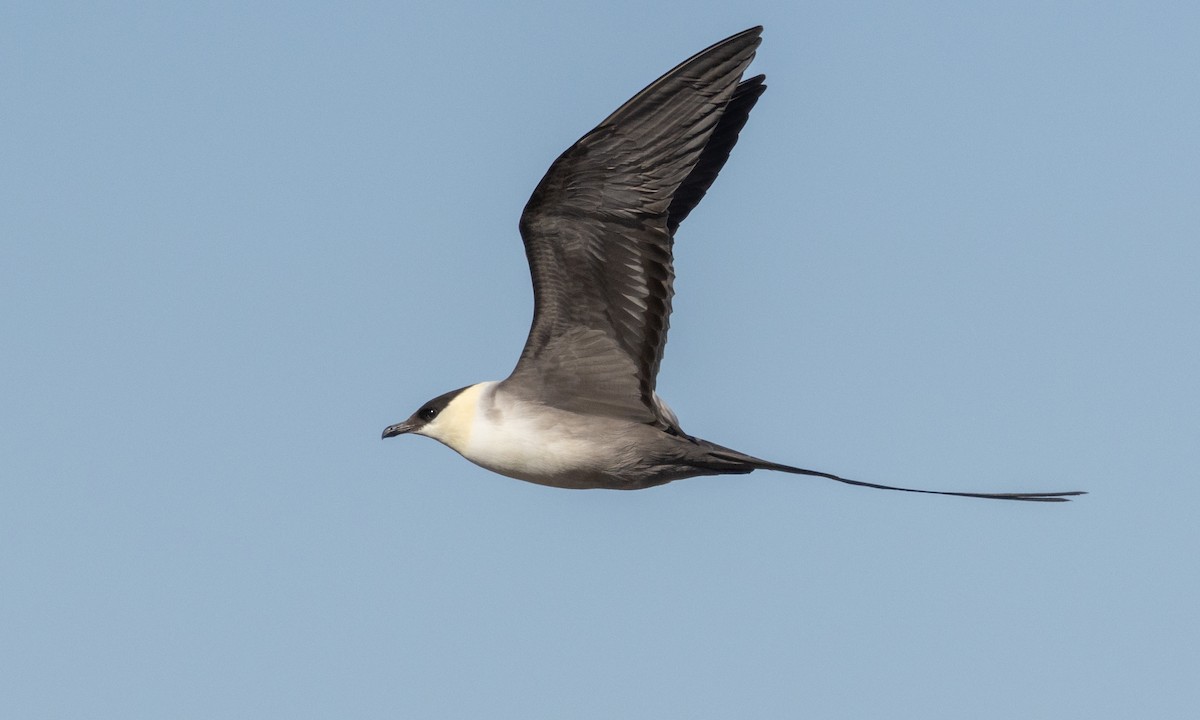 Long-tailed Jaeger - ML621097109