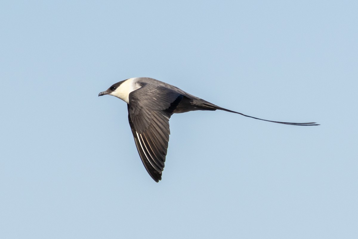 Long-tailed Jaeger - ML621097110