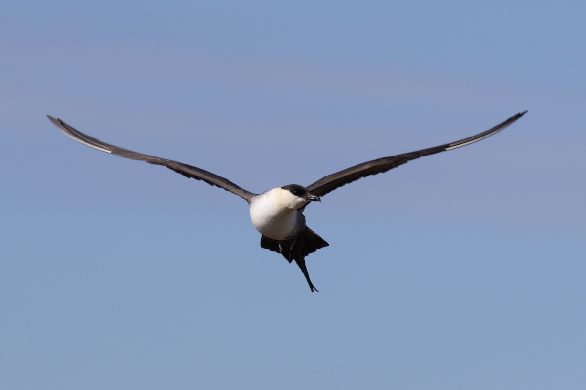 Long-tailed Jaeger - ML621097112
