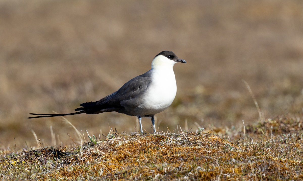 Long-tailed Jaeger - ML621097113
