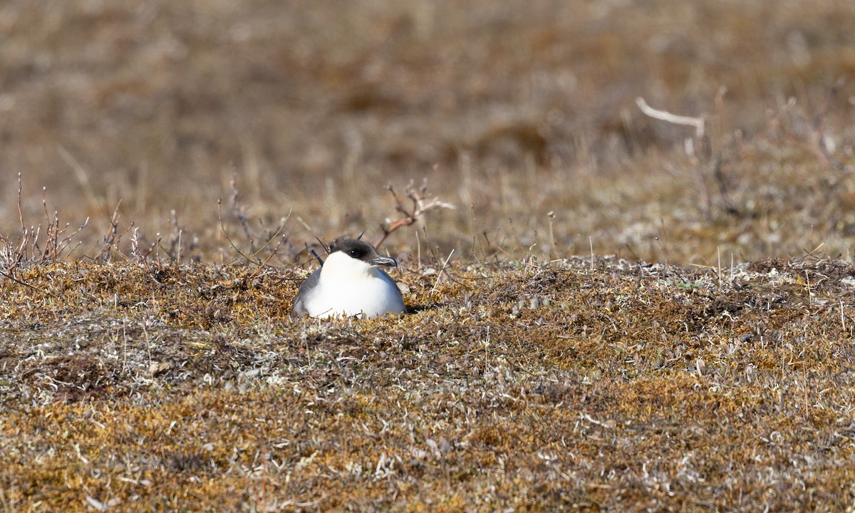 Long-tailed Jaeger - ML621097114