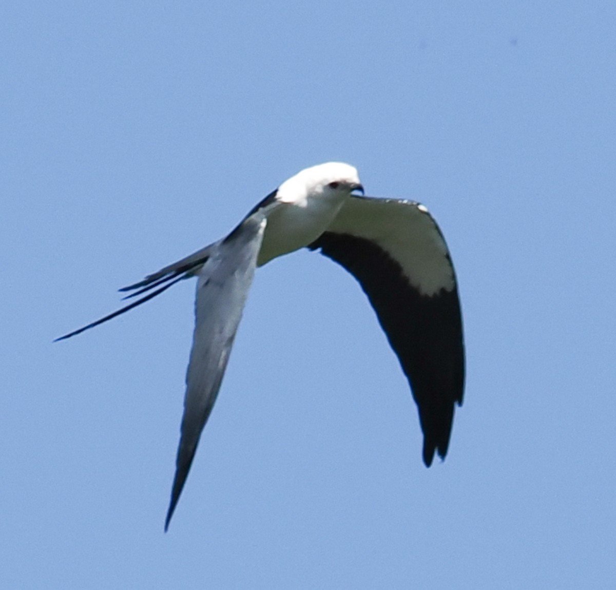 Swallow-tailed Kite - ML621097135