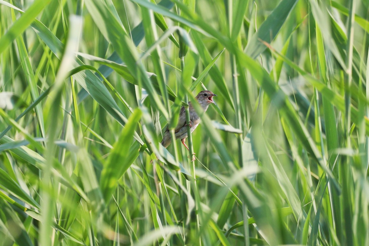 Marsh Grassbird - ML621097138