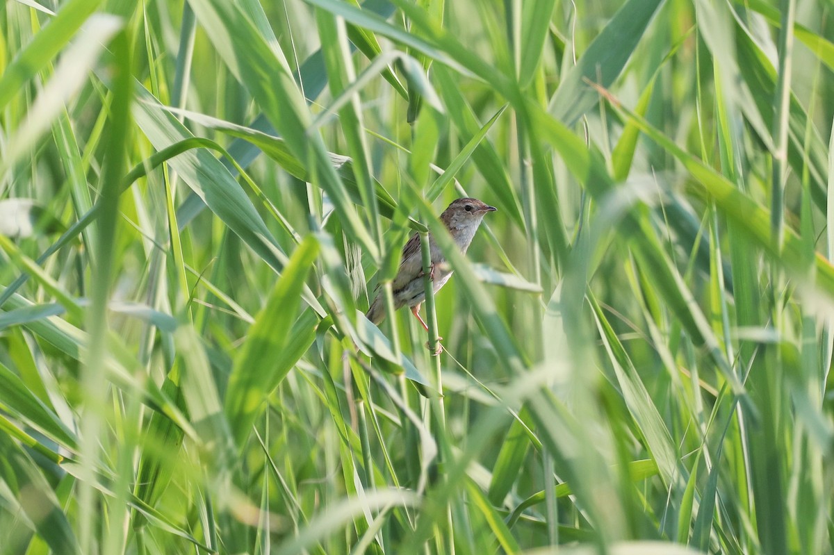 Marsh Grassbird - ML621097139