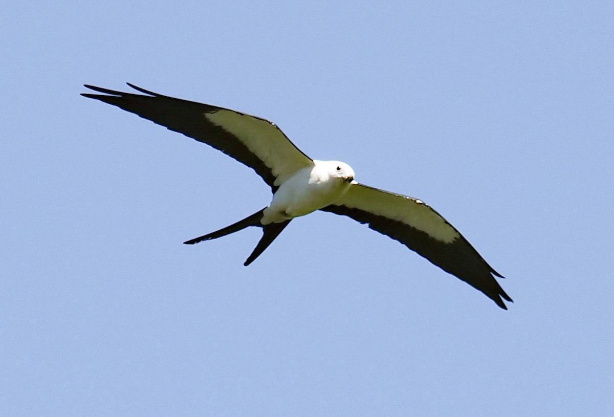 Swallow-tailed Kite - ML621097142