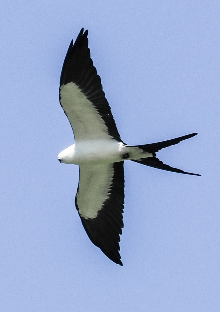 Swallow-tailed Kite - ML621097165