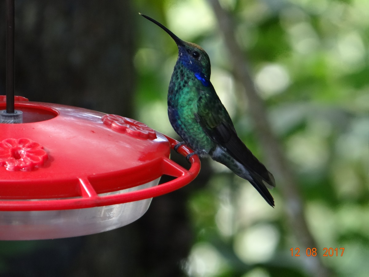 kolibřík modrolící - ML621097166