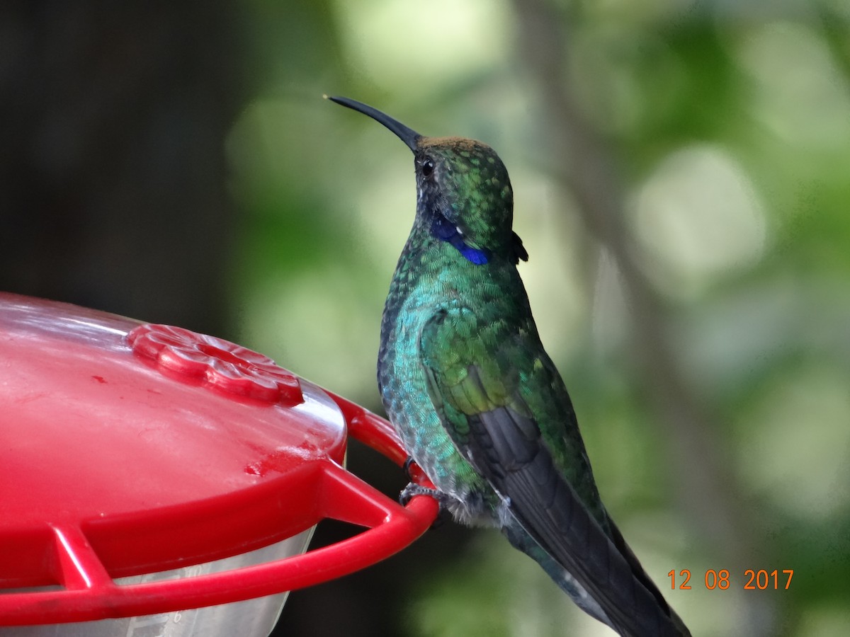 kolibřík modrolící - ML621097167