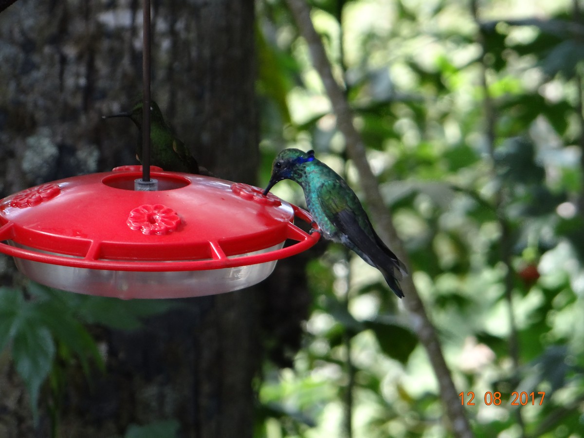 kolibřík modrolící - ML621097168