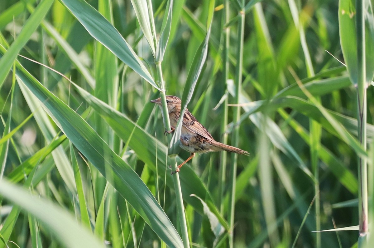 Marsh Grassbird - ML621097169