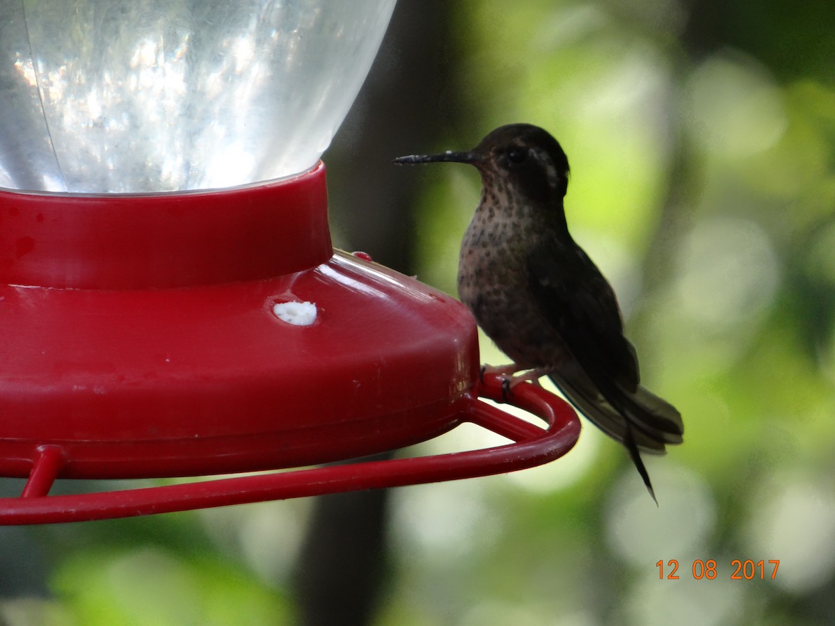 Speckled Hummingbird - ML621097201