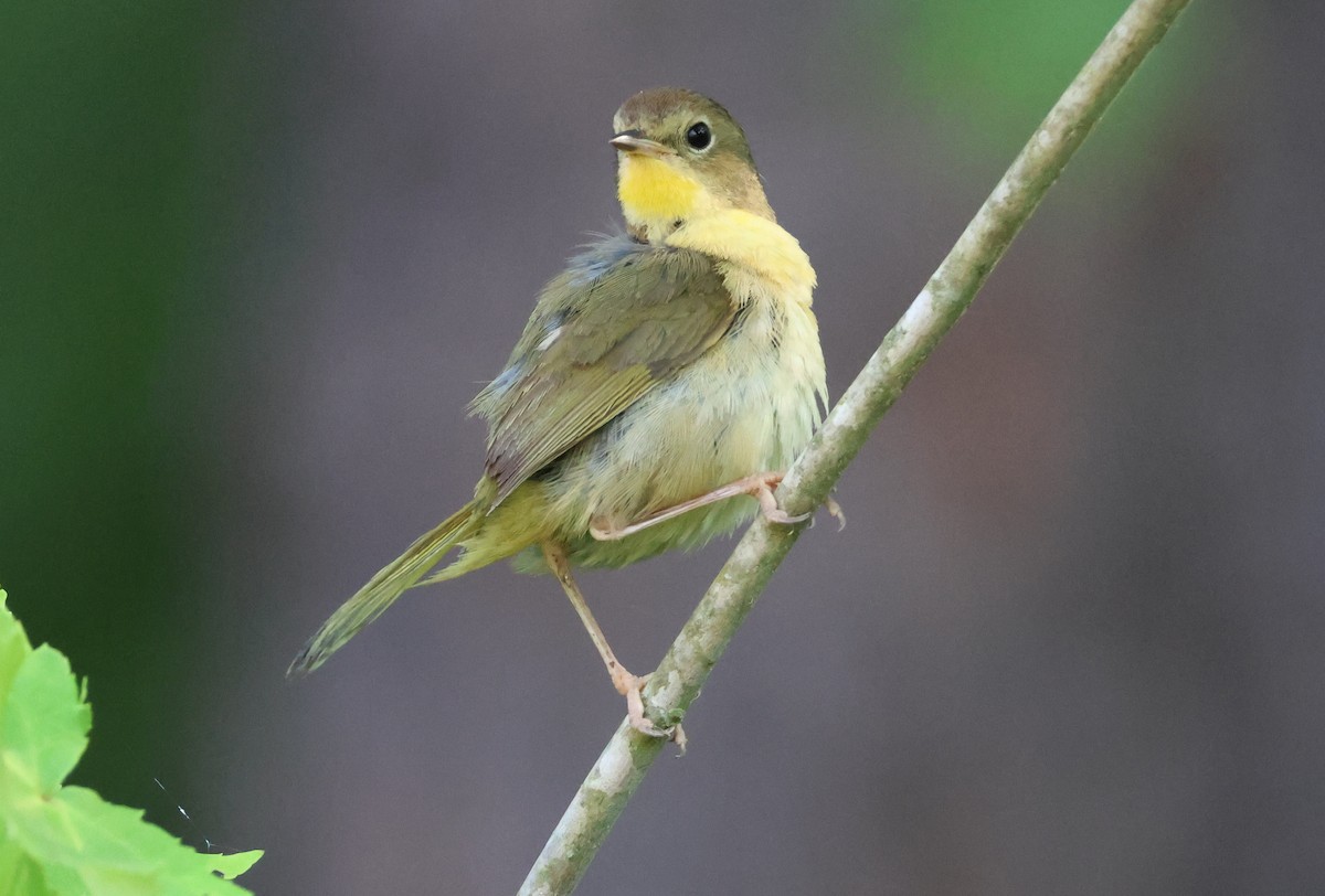 Common Yellowthroat - Vern Bothwell