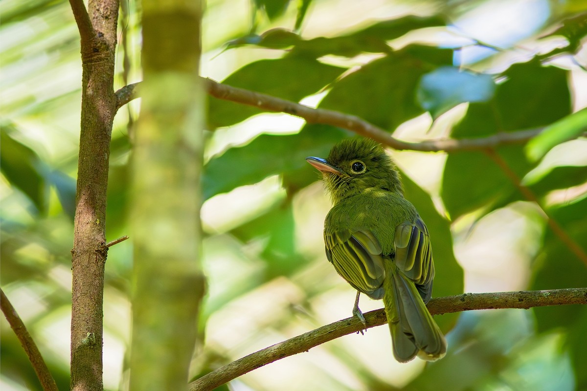 Eastern Olivaceous Flatbill - ML621097304