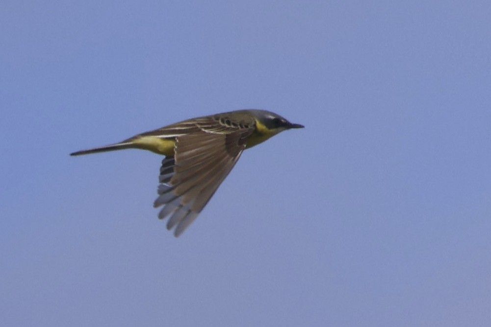 Bergeronnette de Béringie - ML621097319