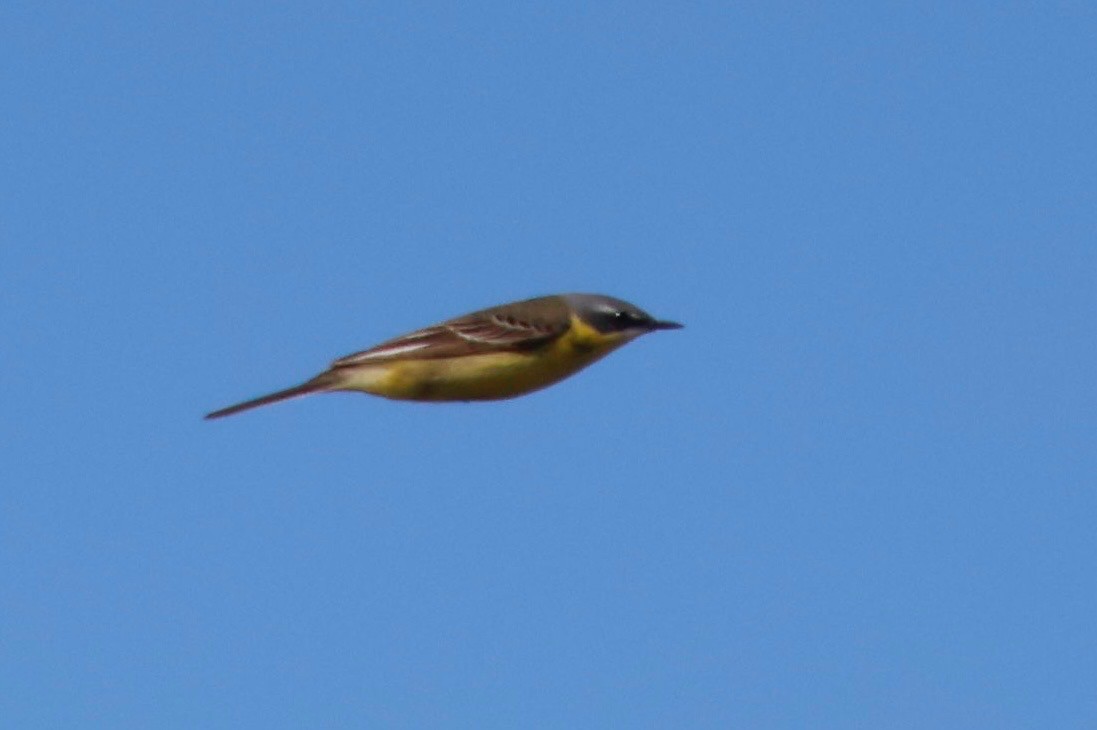 Eastern Yellow Wagtail - ML621097322