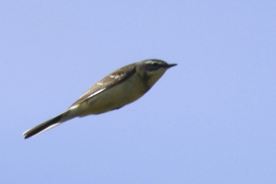 Bergeronnette de Béringie - ML621097323