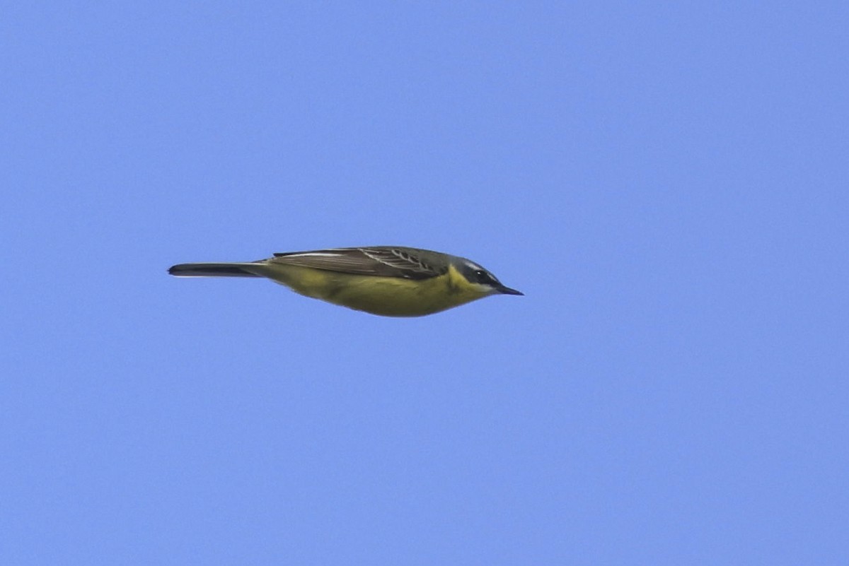 Bergeronnette de Béringie - ML621097324