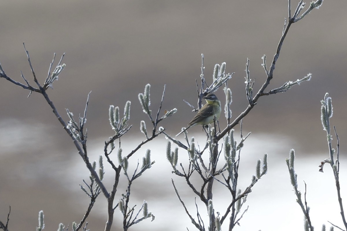 Eastern Yellow Wagtail - ML621097326