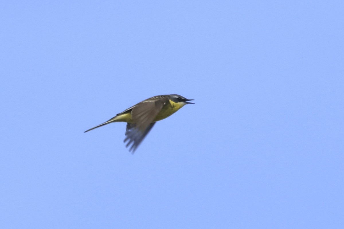 Eastern Yellow Wagtail - ML621097327