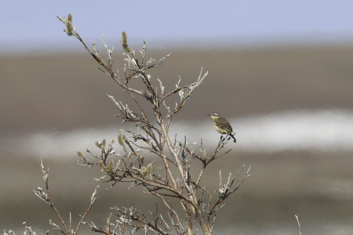 Eastern Yellow Wagtail - ML621097328