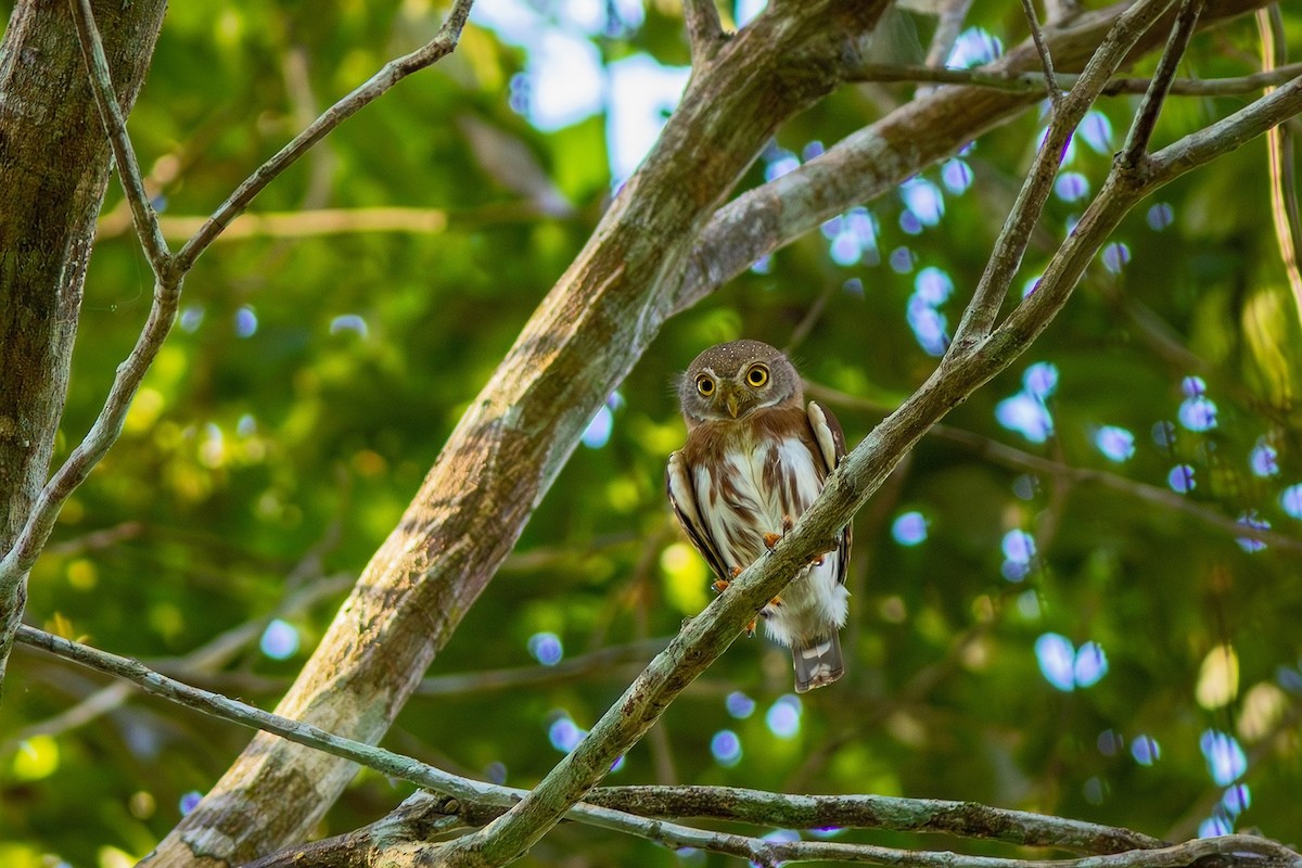 Least Pygmy-Owl - ML621097336