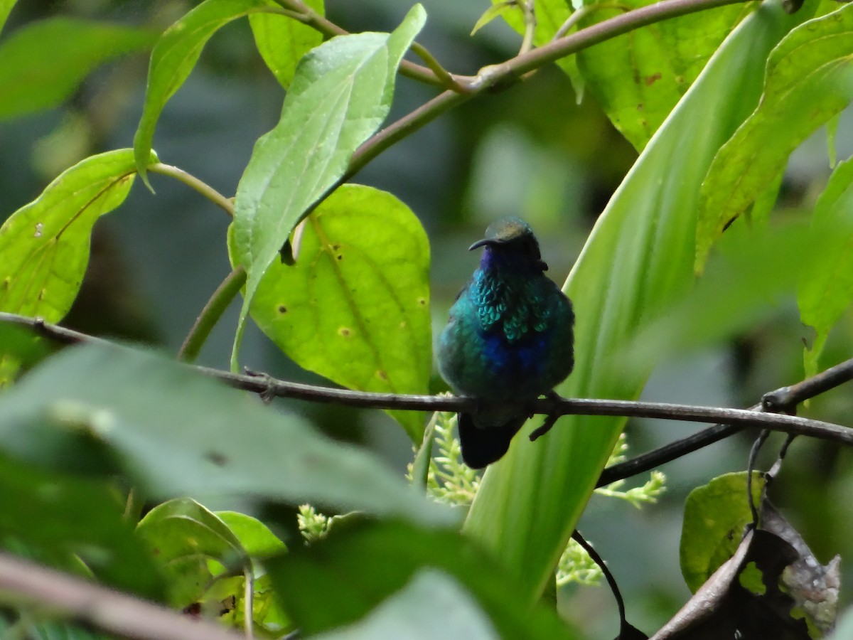 kolibřík modrolící - ML621097338