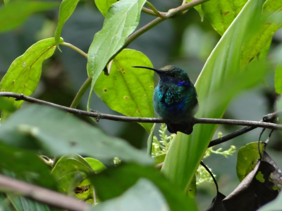 kolibřík modrolící - ML621097340