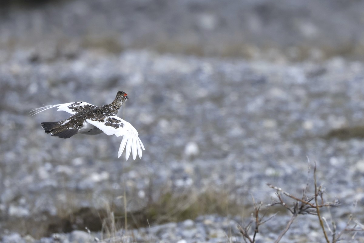 Rock Ptarmigan - ML621097379