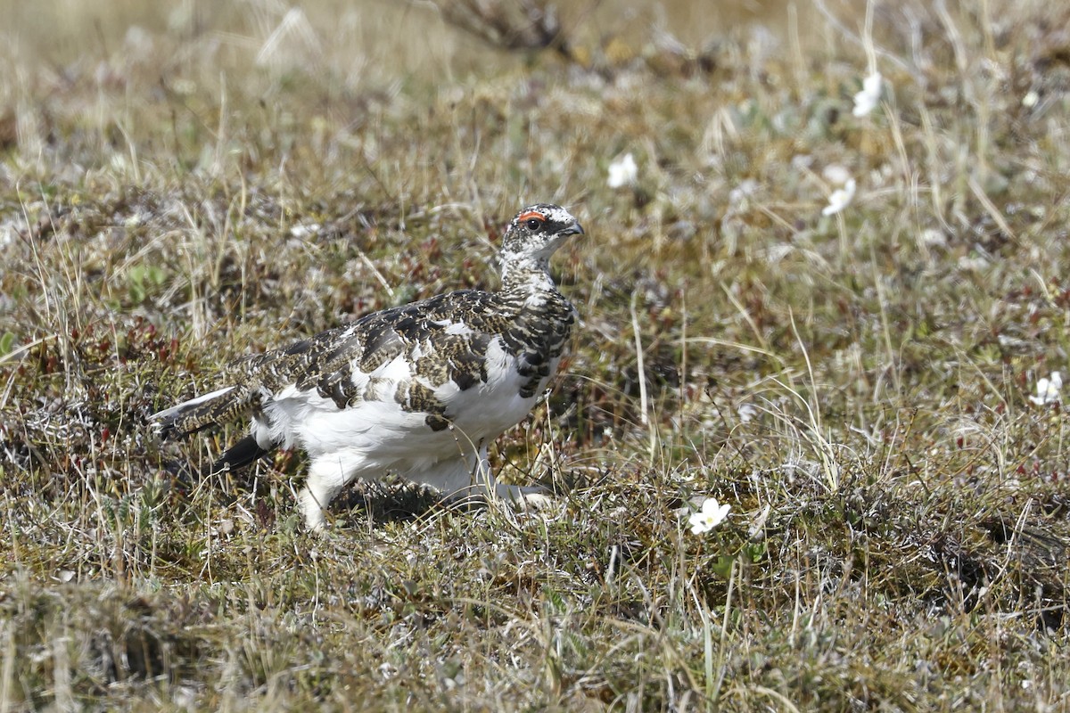 Rock Ptarmigan - ML621097382