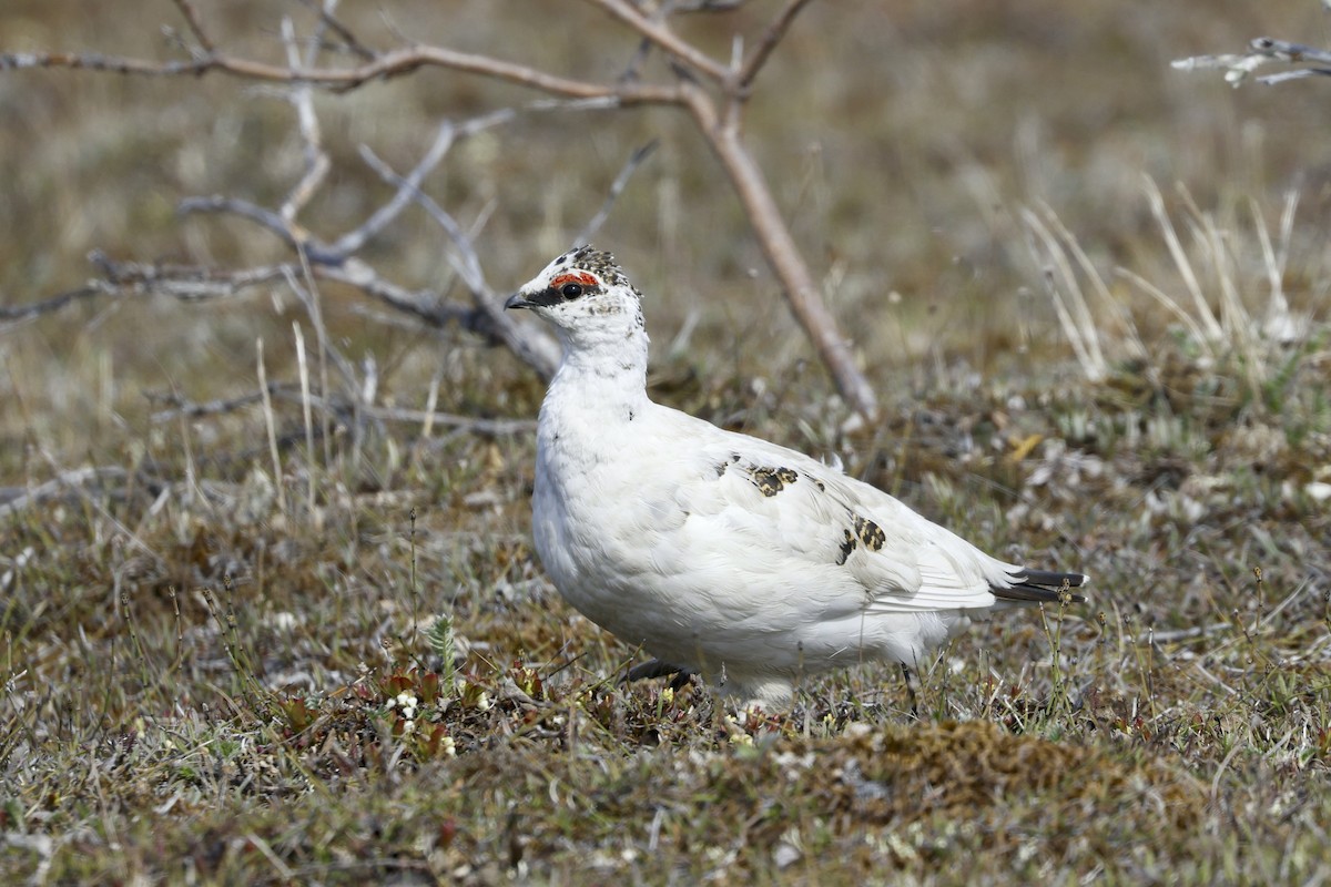 Rock Ptarmigan - ML621097383