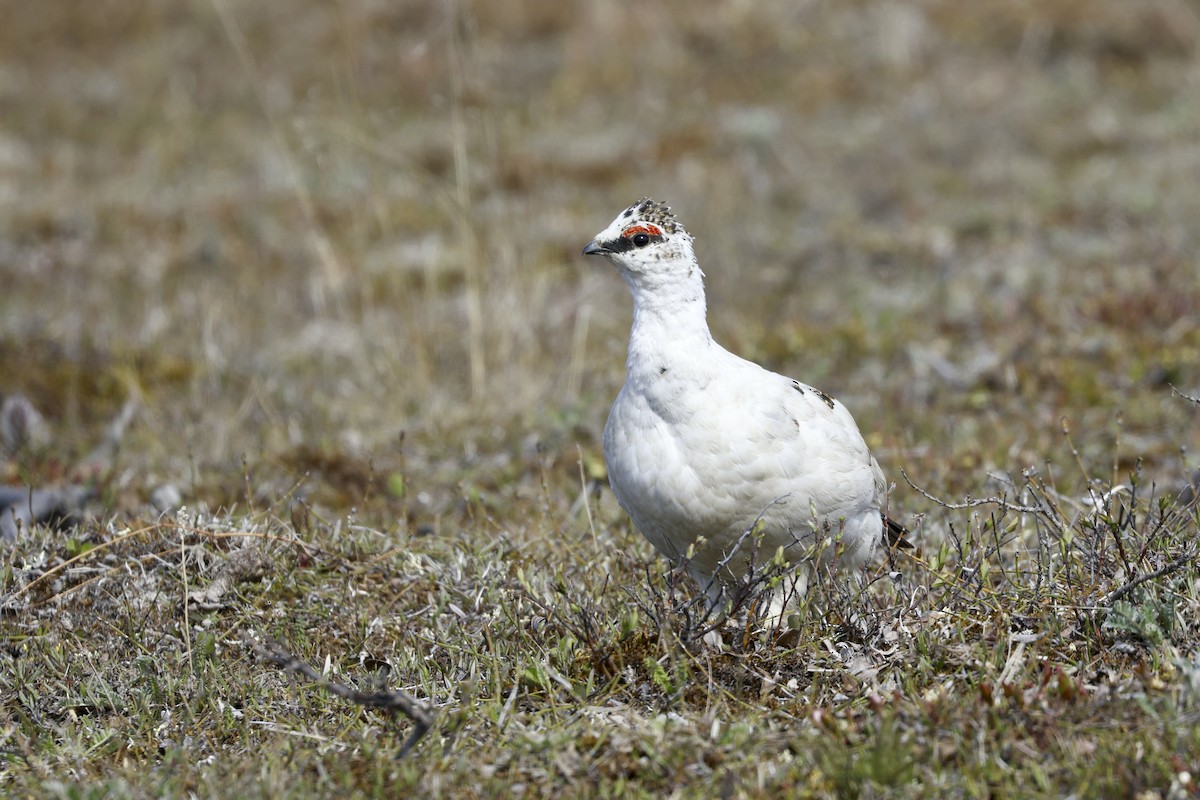 Rock Ptarmigan - ML621097385