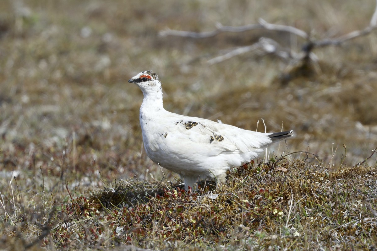 Rock Ptarmigan - ML621097386