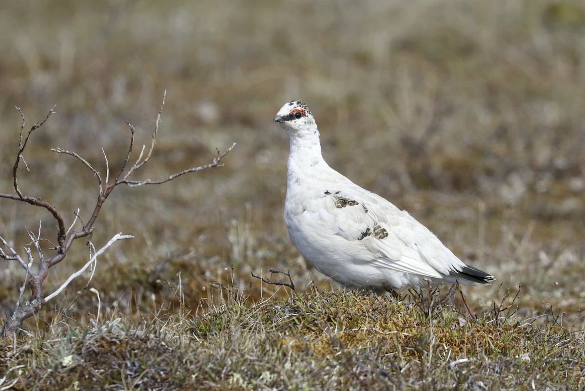 Rock Ptarmigan - Alan Kneidel