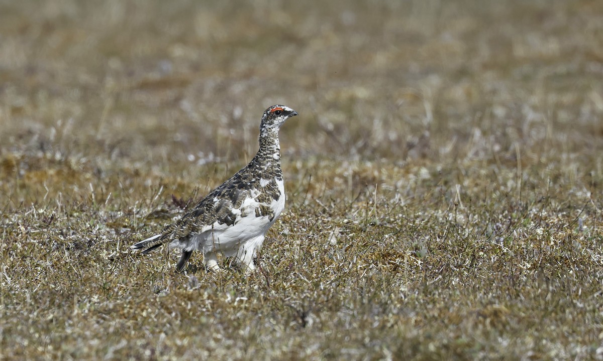 Rock Ptarmigan - ML621097388