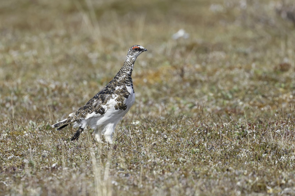 Rock Ptarmigan - ML621097389