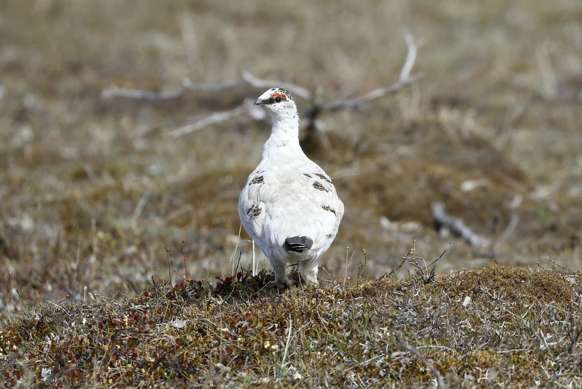 Rock Ptarmigan - ML621097390