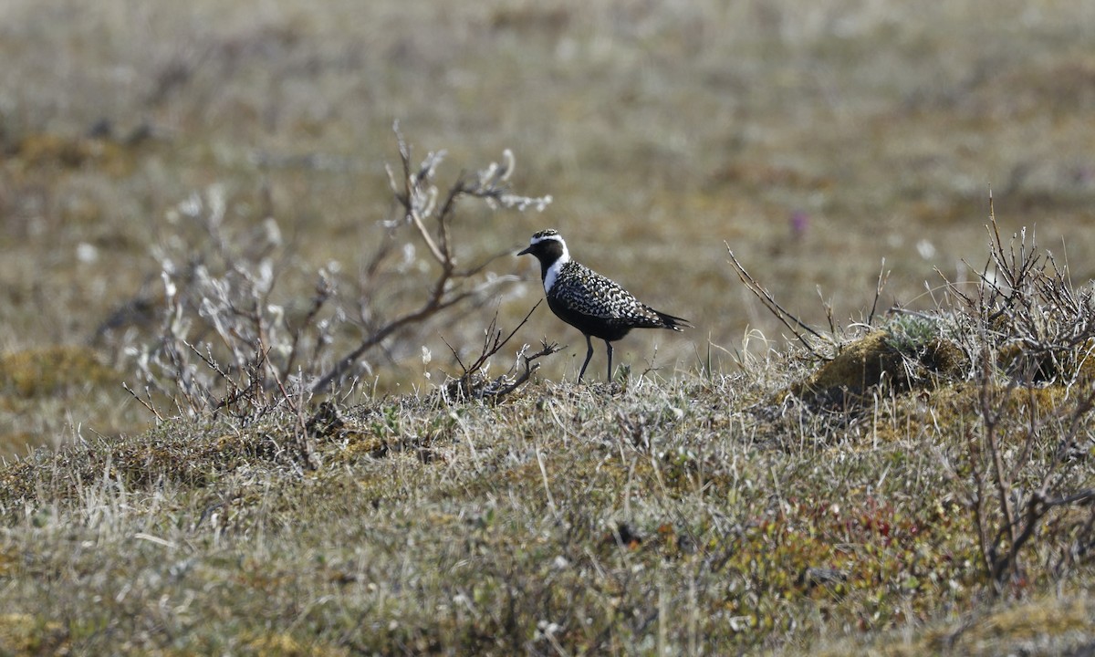 American Golden-Plover - ML621097391