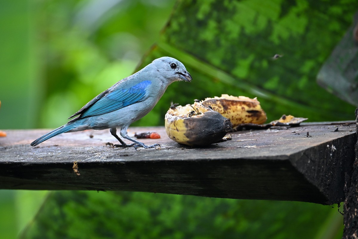 Blue-gray Tanager - ML621097427