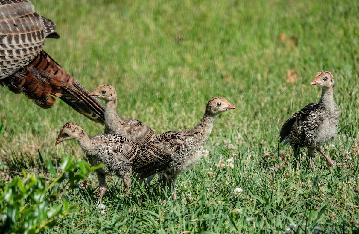 Wild Turkey - Gale VerHague