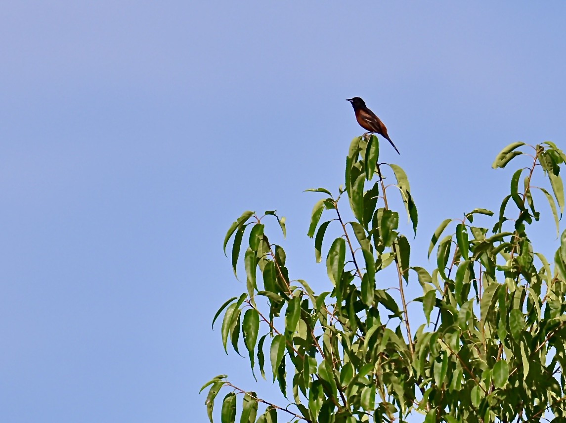Orchard Oriole - ML621097448