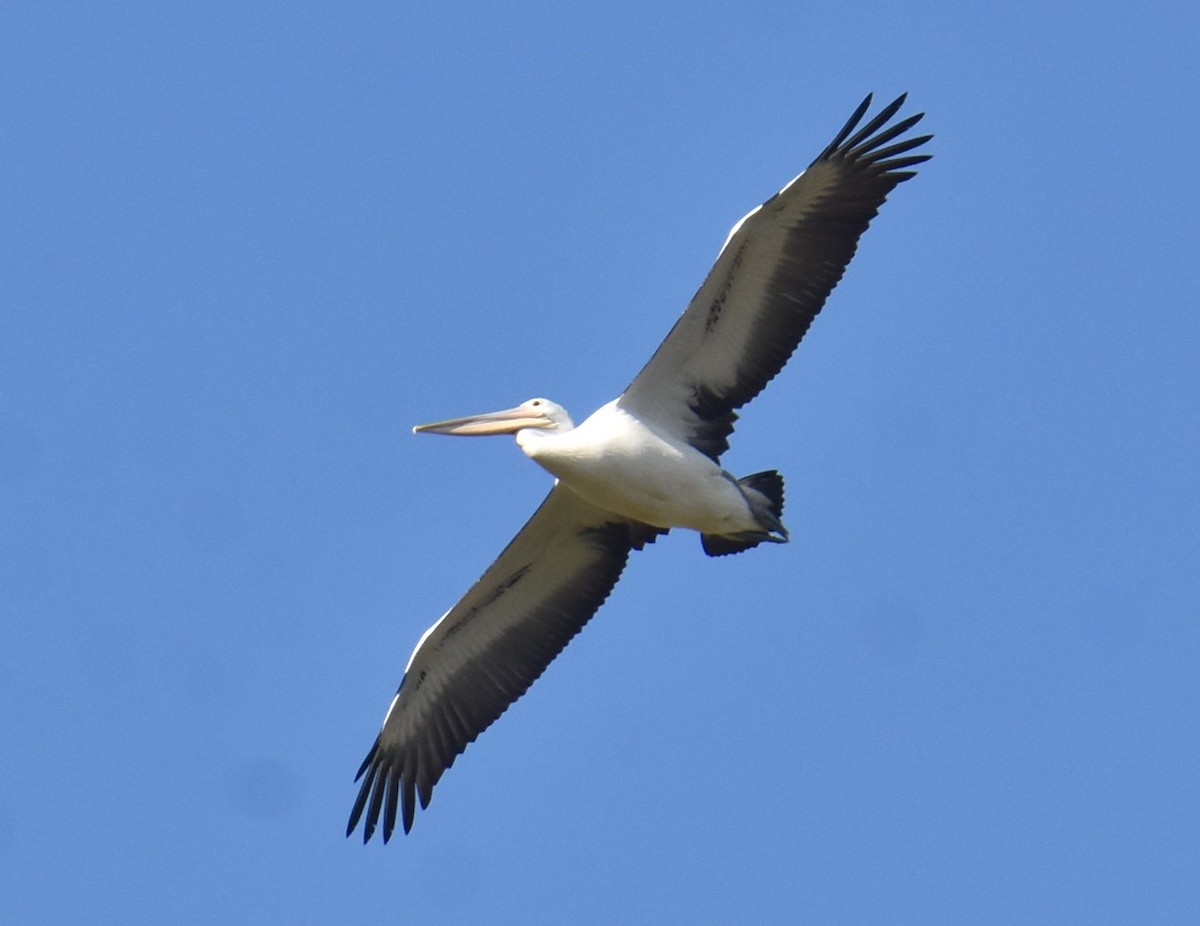 pelikán australský - ML621097451