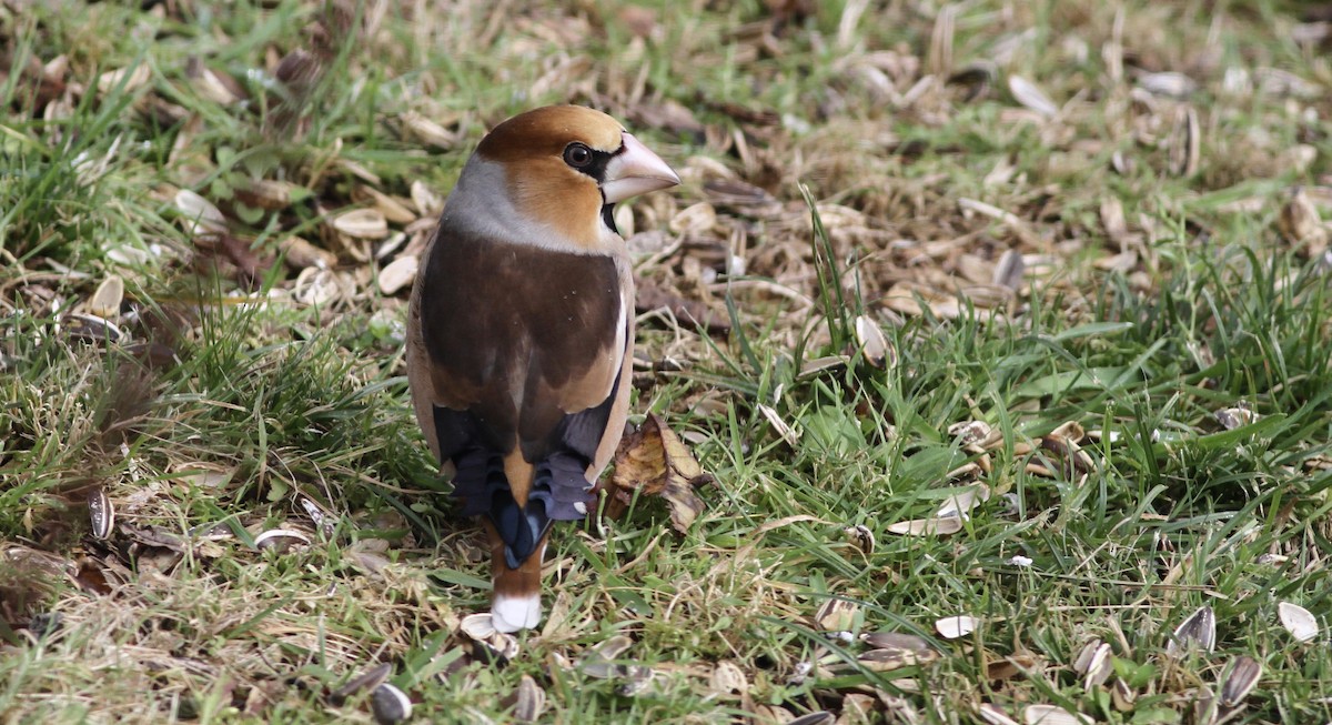 Hawfinch - ML621097473