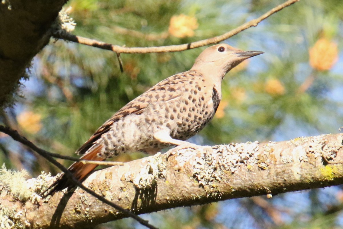 Northern Flicker (Red-shafted) - ML621097514