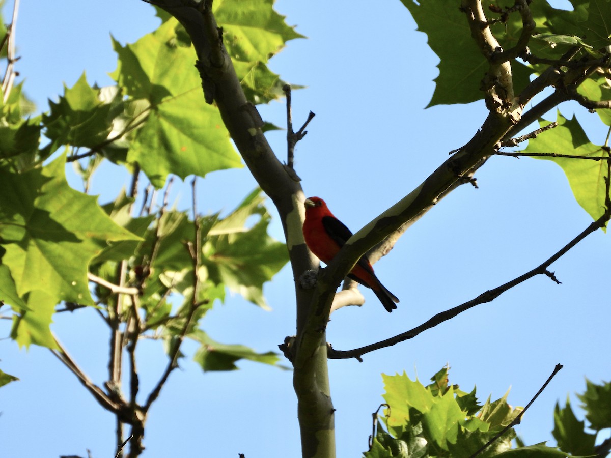 Scarlet Tanager - ML621097518