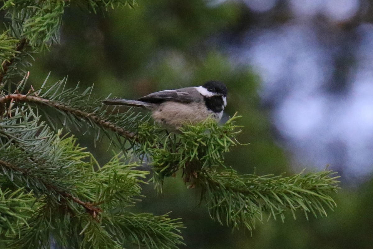 Black-capped Chickadee - ML621097531